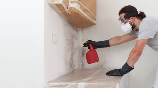 Professional Basement Mold Remediation technician working in Dry Run, PA