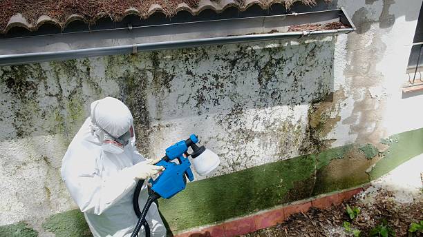 Top rated local Basement Mold Remediation specialists in Dry Run, PA